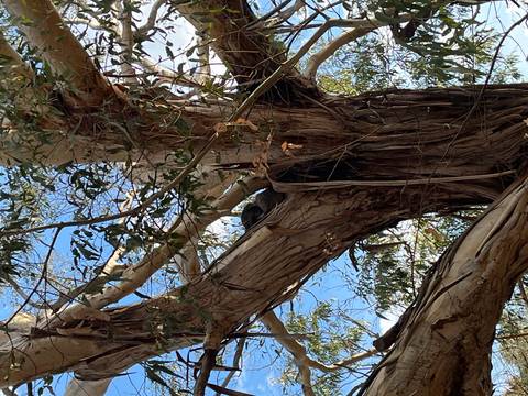 Koala in a tree, with visible branches and leaves.