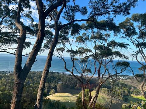 View through trees looking out towards the ocean.