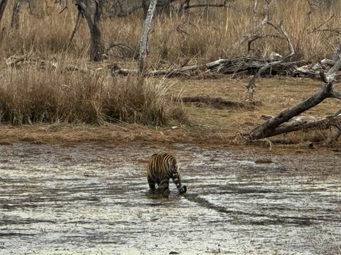 Tiger wading through water in a forested area.