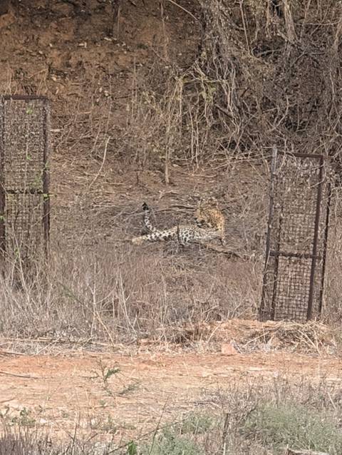 Leopard camouflaged in dry brush next to metal gates.