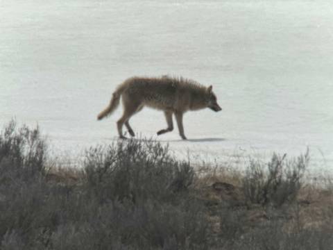      Wolf walking through a snowy landscape with sparse vegetation.
  