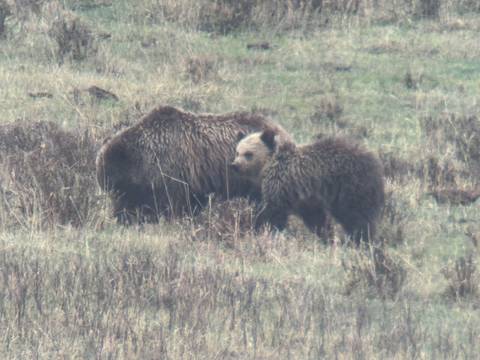       Two grizzly bears in a grassy area with shrubs.
  