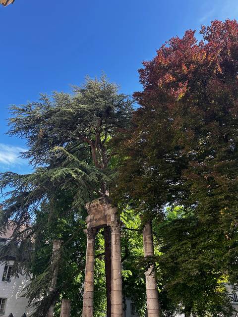 Tall trees with branches over old stone walls