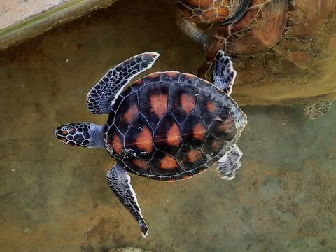 Turtle swimming underwater.