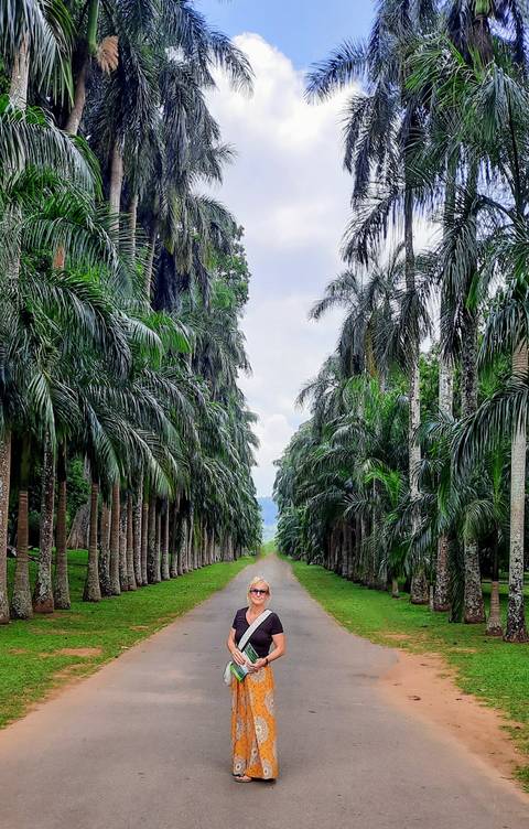       Pathway surrounded by tall palm trees.
  