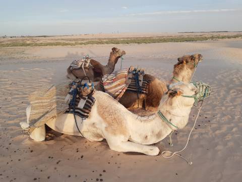 Three camels resting on sand dunes.