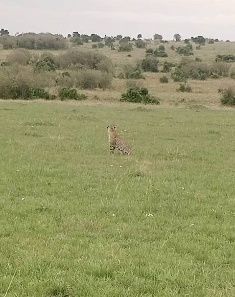 Cheetah sitting in a grassy field.
