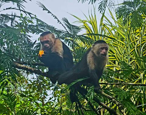       Two monkeys in a tree, one holding a piece of fruit.
  