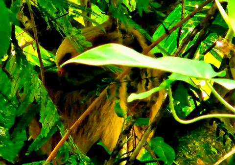 Sloth camouflaged among green leaves and branches.