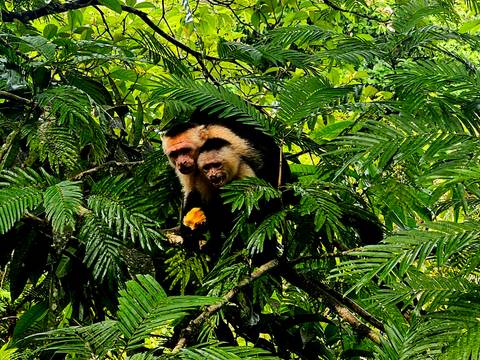       Two monkeys sitting on a tree branch in a forest.
  