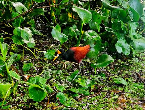      Colorful bird standing among green foliage.
  