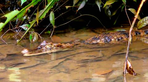 Large crocodile submerged in shallow water.