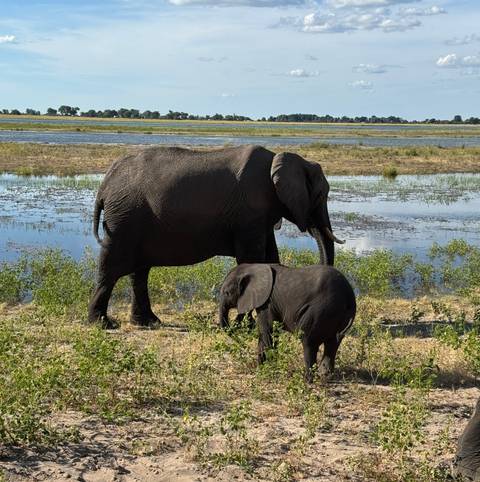 Elephants walking by a body of water in a safari setting.