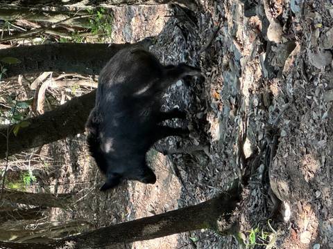       A wild boar in a forested area.
  