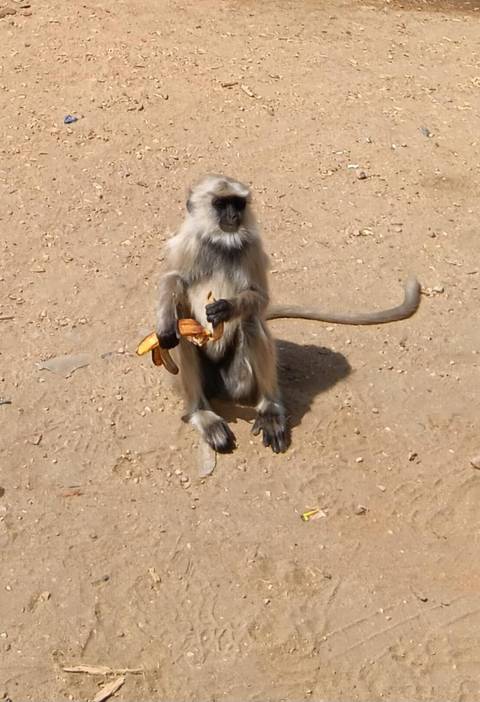 Klantbeoordelingsfoto van De essentie van India - met bezoek aan Varanasi - incl. privéauto & vlucht 