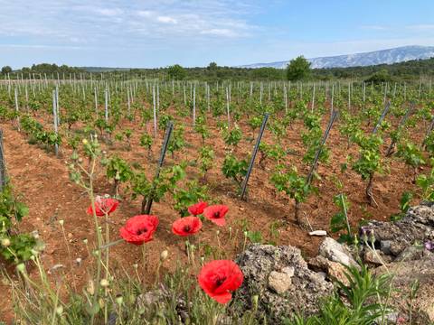       Vineyard with red poppy flowers in foreground.
  