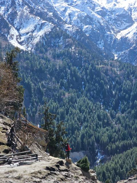       A dense forest covers a mountainous landscape.
  