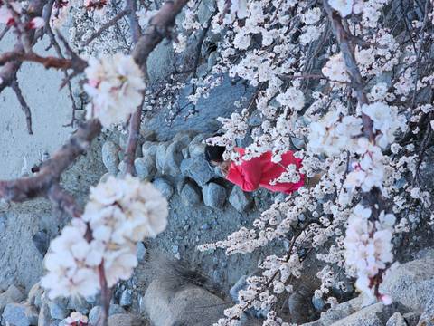 Person in red under a blossoming tree with stones visible.