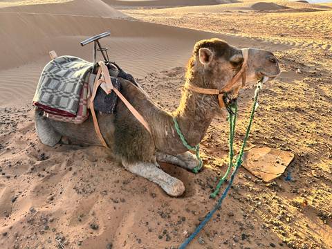       A camel sitting on the sand with a saddle on its back.
  