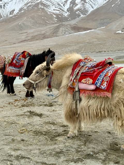       Yak with colorful saddle resting on a rocky terrain.
  