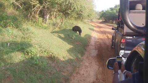       Tourists on a safari observing wildlife on a dirt road.
  