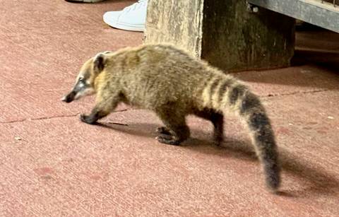       A small animal walking on a red floor.
  