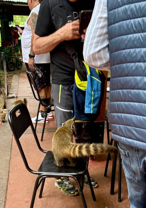 A small animal near people sitting at a table.