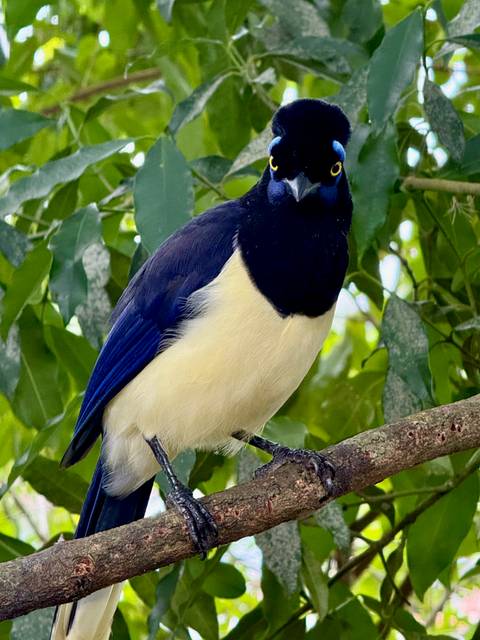       A close-up of a bird perched on a tree branch.
  