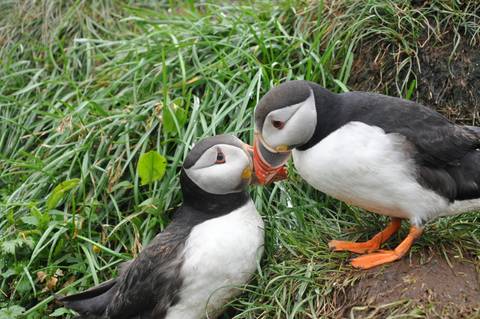 Two puffins interacting on a grassy surface.