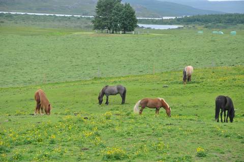 Icelandic horses grazing in a lush green meadow.