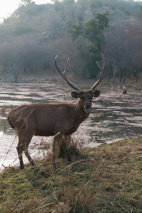       Photo d'avis client sur Voyage à travers les contreforts de l'Himalaya indien - 13 jours 
  