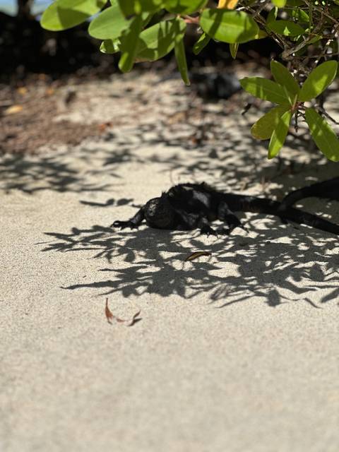 Marine iguana resting on sand under a tree.