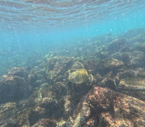 Turtle swimming underwater among rocks.