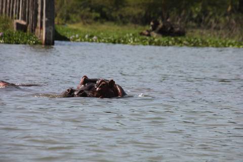 Hippopotamus partially submerged in water near the riverbank.