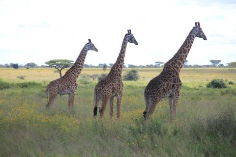 Three giraffes standing in a grassy savannah with scattered trees.