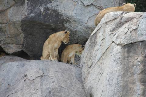 Lion cubs resting on rock formations in a savannah environment.