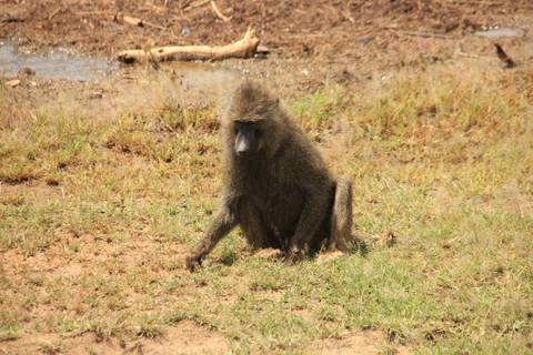 Baboon sitting on the ground looking towards the camera.