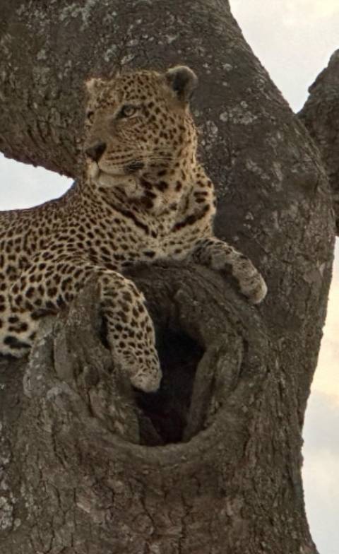 Klantbeoordelingsfoto van 4 Daagse Masai Mara en Lake Nakuru Budget Safari 