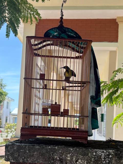       Bird sitting in a cage with a clear sky in the background.
  
