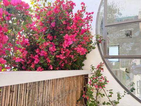 Bright pink flowers next to a round window.