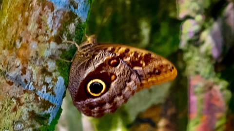       Close-up of a butterfly with distinctive eye-shaped patterns on its wings.
  
