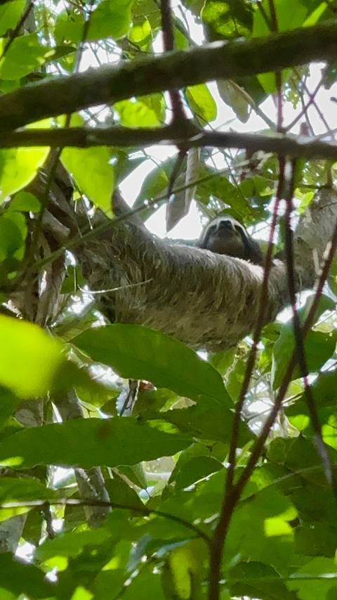       A sloth resting high up in the tree canopy with a drowsy expression.
  