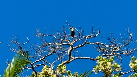       A toucan sitting on a branch high up against a clear blue sky.
  