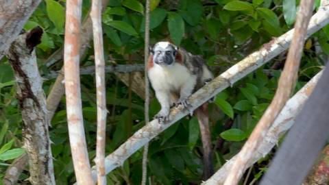       Tamarin monkey on a branch in a dense forest.
  