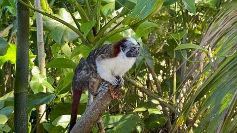       A tamarin monkey sitting on a branch in a lush setting.
  