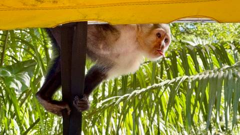       A monkey hanging from a strap under a yellow canopy.
  