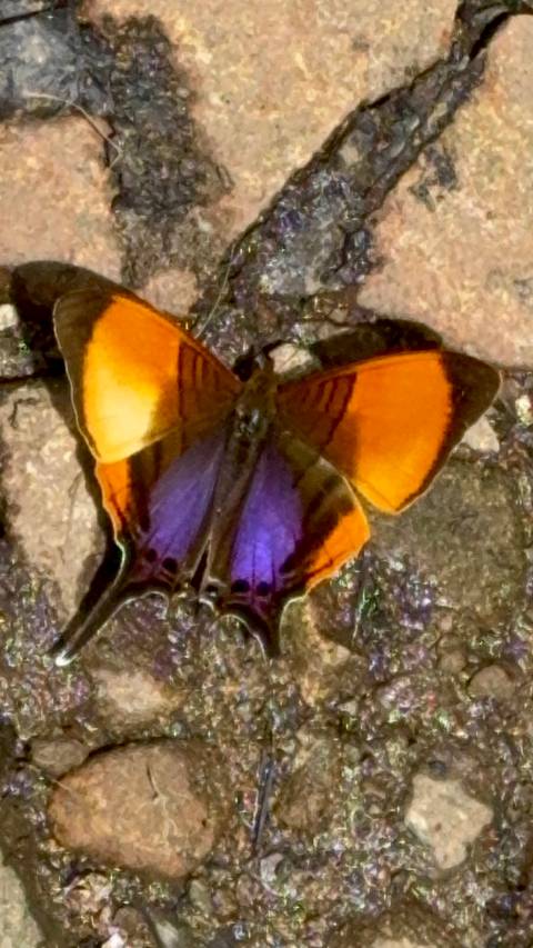       Close-up of a vibrant orange and purple butterfly.
  
