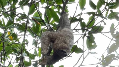       A sloth hanging upside-down in a lush tree canopy.
  