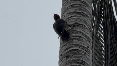       A bird on a palm tree trunk with overcast sky.
  