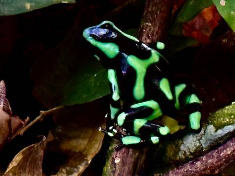      Close-up of a vivid black and green frog on foliage.
  